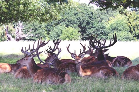 Le Renne ou Caribou, un habitant des contrées polaires - Lettre au Père ...