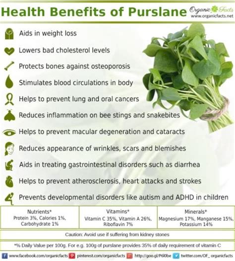 Discover the Incredible Health Benefits of This Amazing Plant