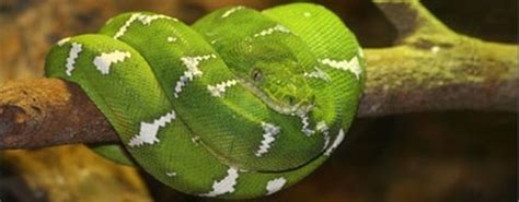 Emerald Tree Boa, most beautiful snake in the world? - Snake Facts