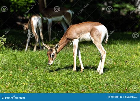 Dama Gazelle, Gazella Dama Mhorr or Mhorr Gazelle is a Species of ...