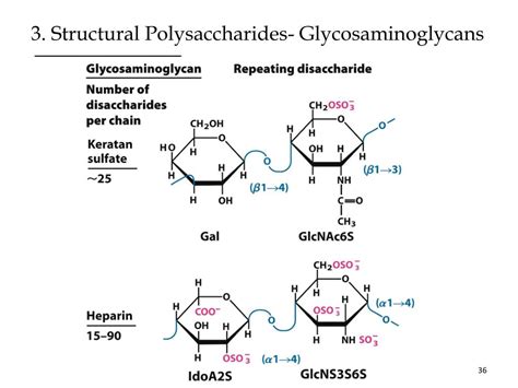 PPT - Disaccharides and Polysaccharides -Structure and Function- PowerPoint Presentation - ID ...