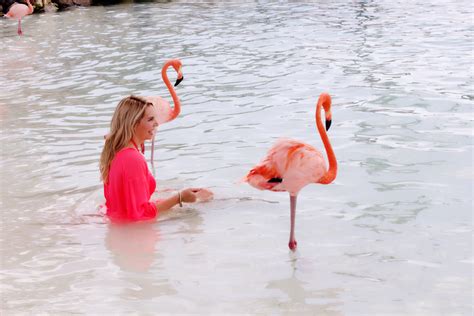 Aruba Flamingo Island