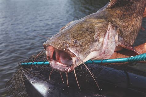 Baits, Tactics for Catching Big River Catfish - Game & Fish