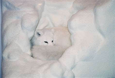 Snow Fox by KoutetsuKaigun on DeviantArt