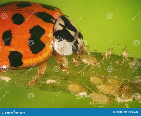 Ladybug And Scale Insects Stock Image | CartoonDealer.com #53607247