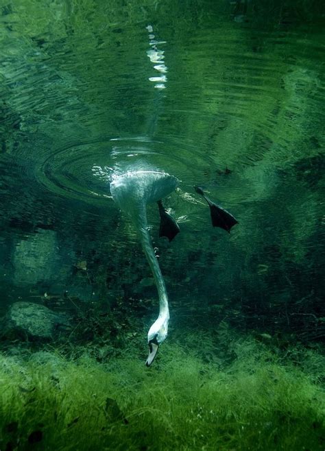 Swan underwater : pics