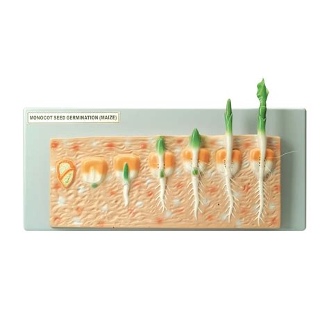 Monocot Seed Germination - B8R04632 | Philip Harris