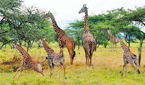 Facts about Akagera National Park | Rwanda National Parks