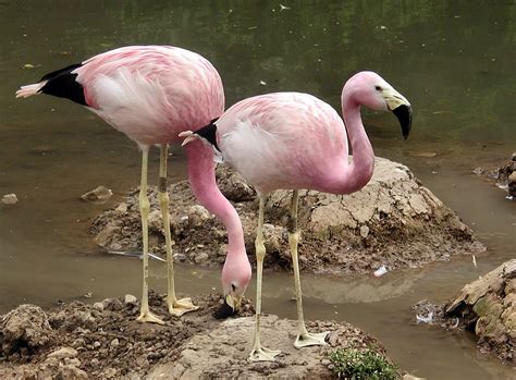 File:Two andeanflamingo june2003 arp.jpg - Wikimedia Commons