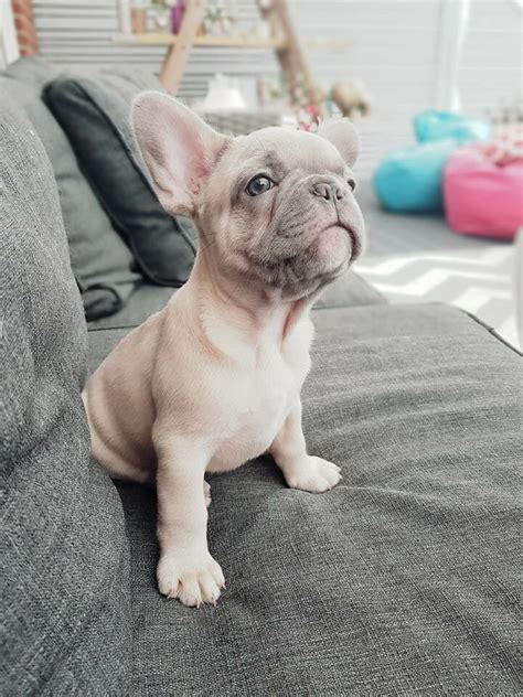 french bulldog colors and markings - Lakenya South