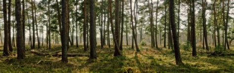 Forest Dual Screen Wallpapers - Top Free Forest Dual Screen Backgrounds ...