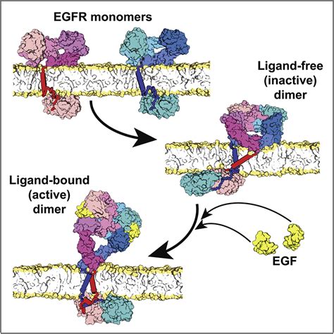 Architecture and Membrane Interactions of the EGF Receptor: Cell