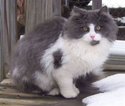 Samicraft: Grey And White Cat Breeds Long Hair