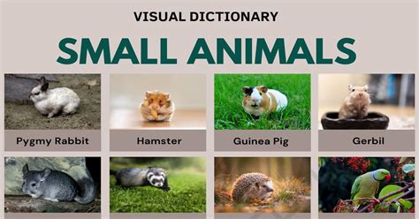 Small Animals in English | Top 25 Smallest Animals in the World • 7ESL