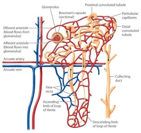 Pin on Kidney