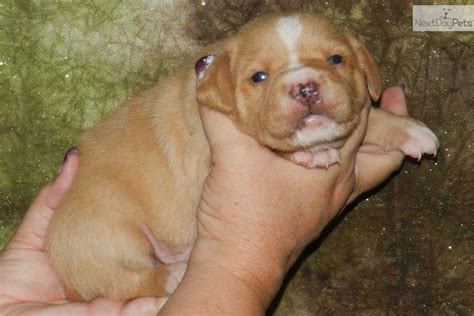 Mountain Cur puppy for sale near Springfield, Missouri | 0698c954-1c91