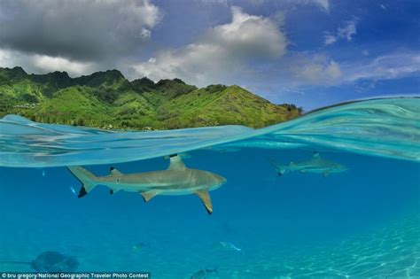 From a giraffe in the kitchen to a shark beneath the warm seas of French Polynesia, stunning ...