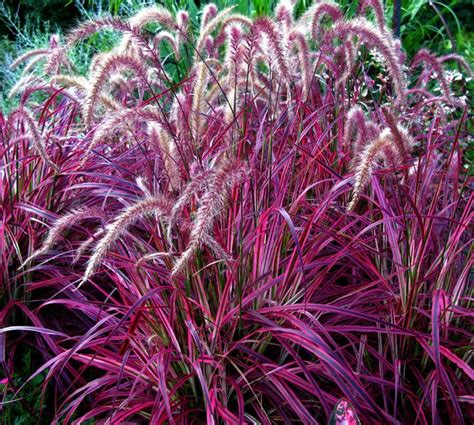 10 Garden Grasses for your landscape | Ornamental Grasses | Garden ...