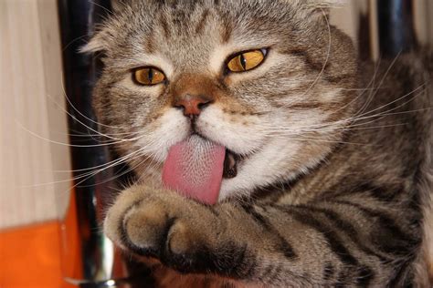 Why Do Cats Have Barbed Tongues?