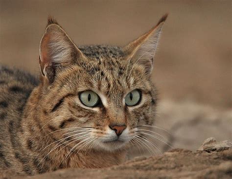 Felis Silvestris Ornata, Asian wildcat ~ Central Asia to India | Wild ...