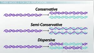 DNA Replication | Definition, Models & Experiments - Lesson | Study.com