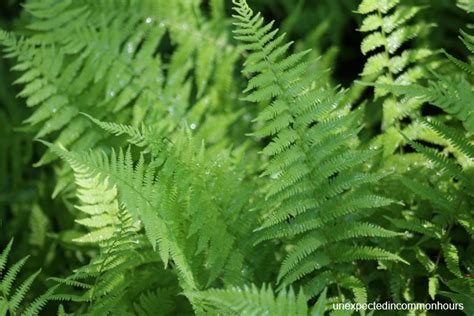 Ferns on the hillside – Unexpected in common hours