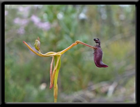 Hammer Orchid Drakaea gracilis | Orchids, Wild flowers, Western australia