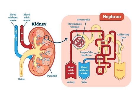 kidney functionality, Diseases and treatment options