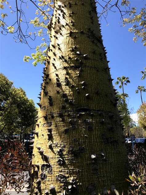 The spikes on this tree : r/natureismetal