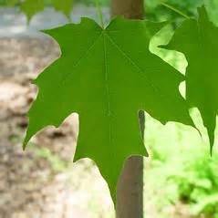 Acer saccharum (sugar maple): Go Botany