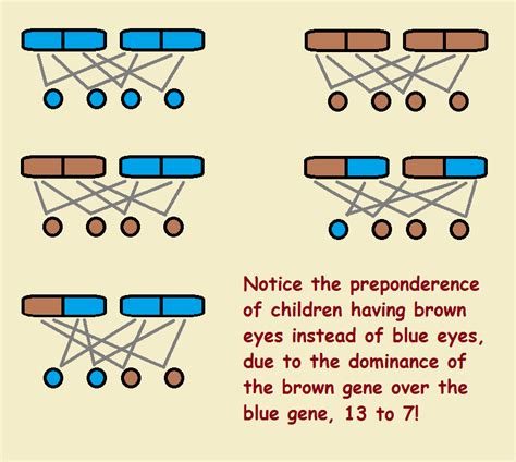 Eye Color and Genetic Inheritance: Dominant -vs.- Recessive