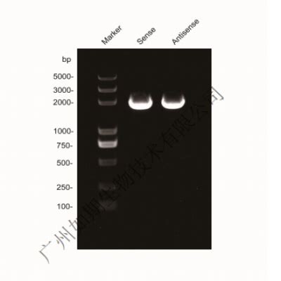 RNA pull down 试剂盒-广州如期生物技术有限公司