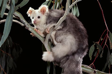 Greater Glider project takes off in Gippsland’s Strzelecki Ranges - Greening Australia ...