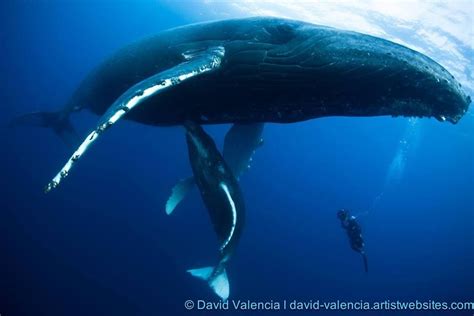 Humpback mother nursing her calf | Humpback whale, Whale, Lake animals