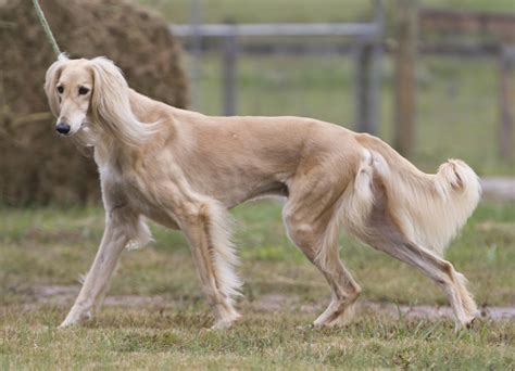 Saluki Dog - Breeders | Breed | Price | For sale | Picture - Dog Dwell