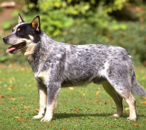 Blue Heeler Dog - Queensland Heeler or Australian Cattle Dog.