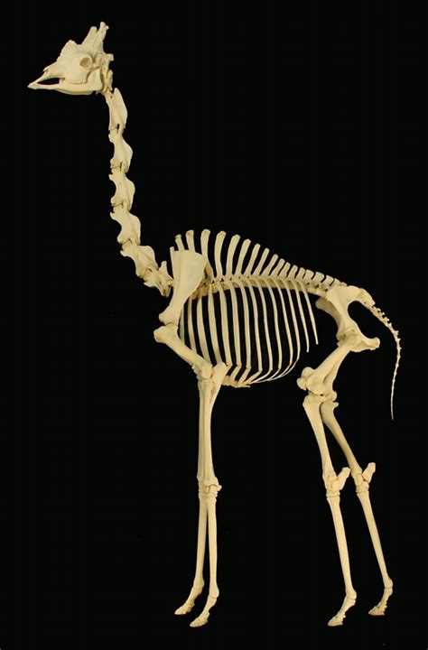 File:Giraffe skeleton.jpg - Wikipedia