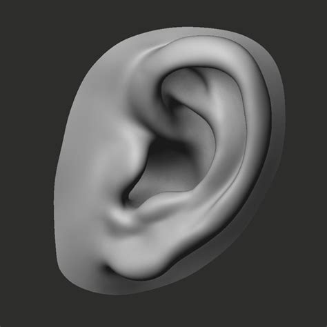 perfect ear 3d model