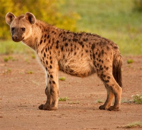 Hyena Society Stability Has Last Laugh | Scientific American