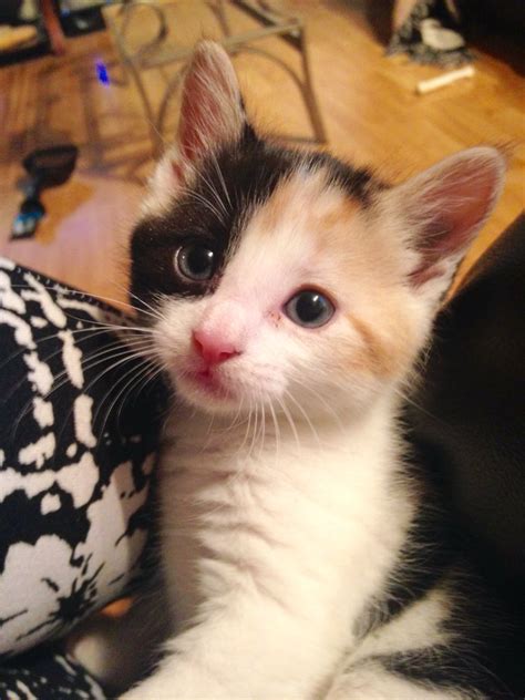 ️ - Calico Kitty named Turbo ️ and like OMG! get some yourself some pawtastic adorable cat ...