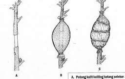 Have Fun Class: PLANT PROPAGATION