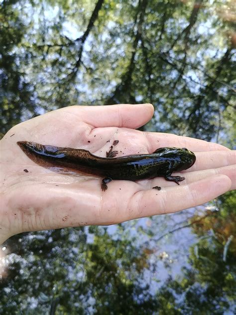 Eastern Tiger Salamander Larvae