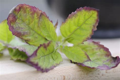 Ocimum tenuiflorum - BBC Gardeners World Magazine