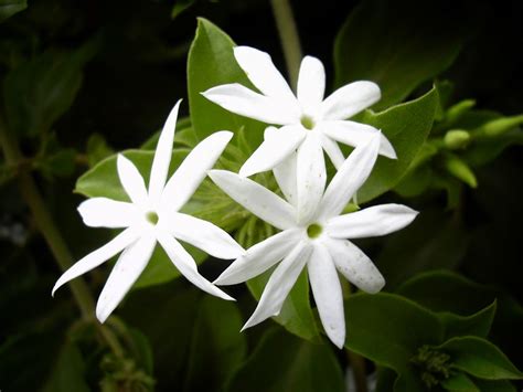 How To Plant Jasmine Flower