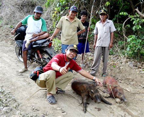 Hunting BABI HUTAN dari Masa ke Masa ~ DIORAMA PENYULUHAN DAN KEDAULATAN PANGAN