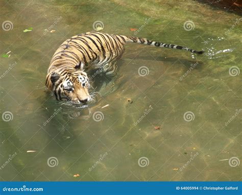 Tiger Swimming stock photo. Image of reflection, solitude - 64005994