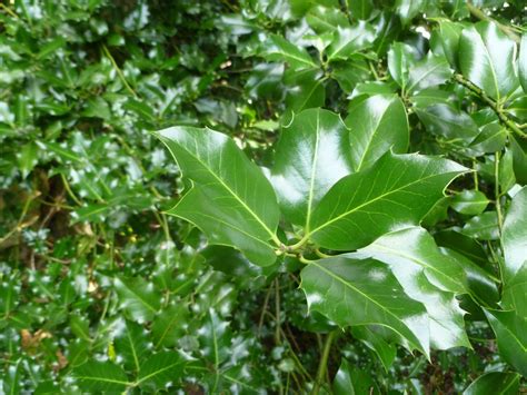 Running Delights: Tree identification