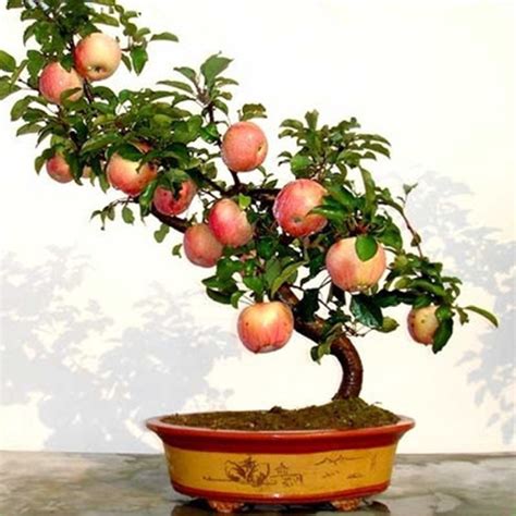 Best Bonsai Tree Apple The ultimate guide | leafyzen