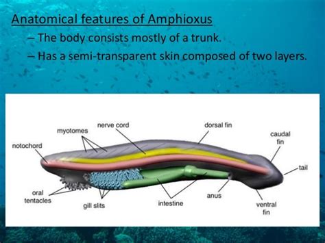 Protochordates