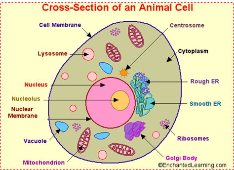 Cell Organelles Animal Cell Organelles Animal Cells W - vrogue.co